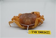 藏品(拉氏清溪蟹)的圖片